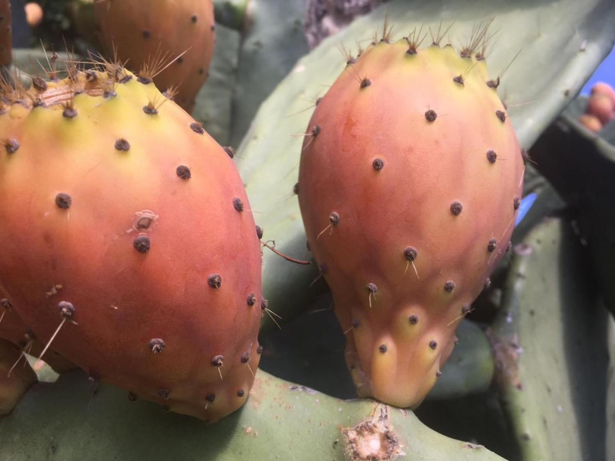 Il Giardino Degli Agrumi Caserta Eksteriør billede