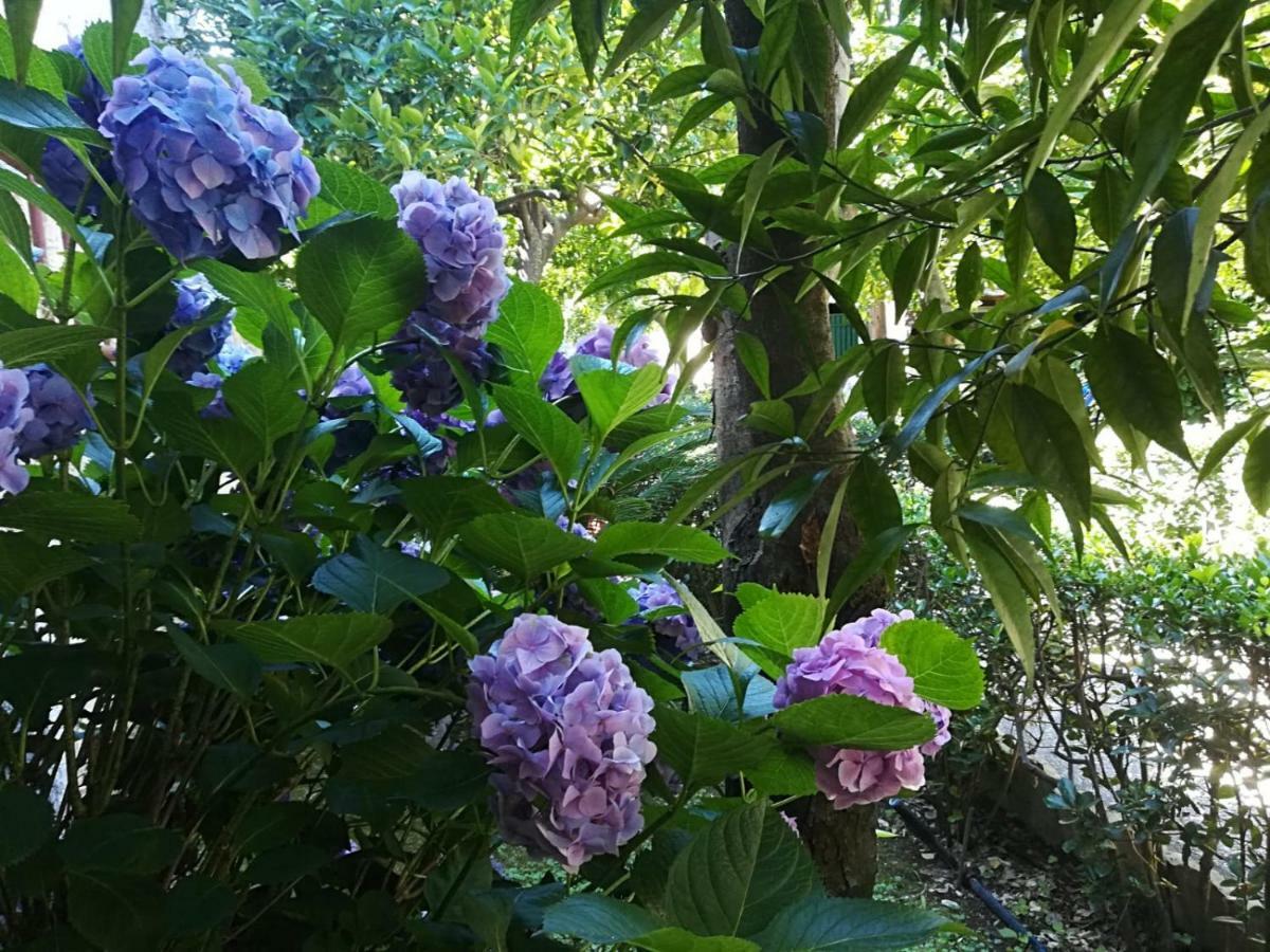Il Giardino Degli Agrumi Caserta Eksteriør billede